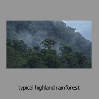 typical highland rainforest